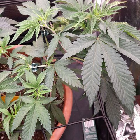 Gorilla Sherbet  growlog timeline photo