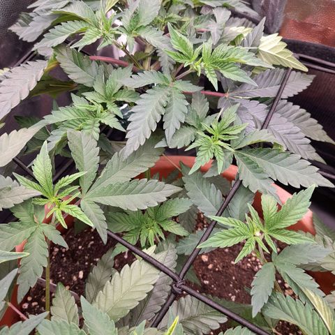 Gorilla Sherbet  growlog timeline photo