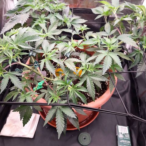 Gorilla Sherbet  growlog timeline photo