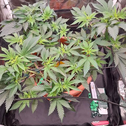 Gorilla Sherbet  growlog timeline photo