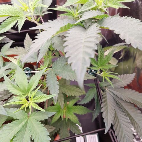 Gorilla Sherbet  growlog timeline photo