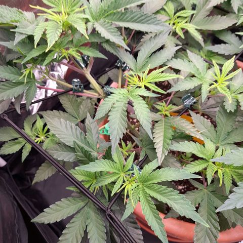 Gorilla Sherbet  growlog timeline photo