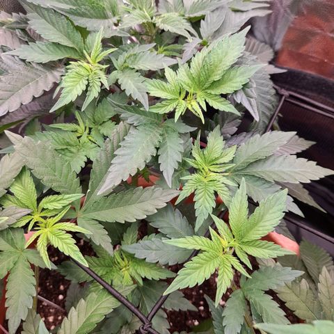 Gorilla Sherbet  growlog timeline photo