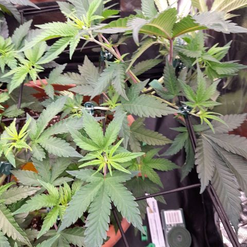 Gorilla Sherbet  growlog timeline photo