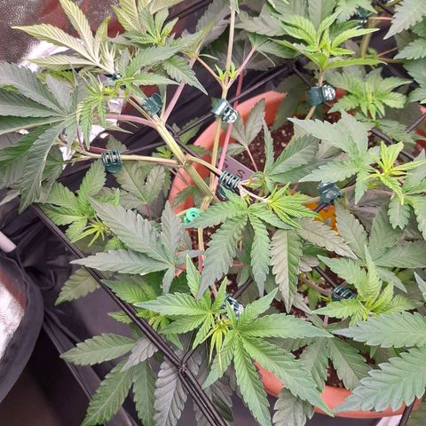 Gorilla Sherbet  growlog timeline photo