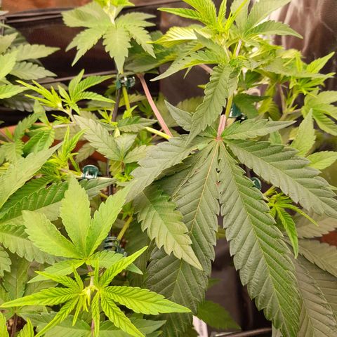 Gorilla Sherbet  growlog timeline photo