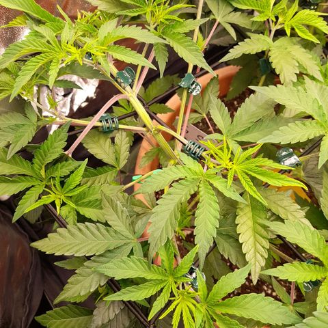 Gorilla Sherbet  growlog timeline photo