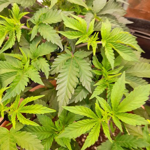 Gorilla Sherbet  growlog timeline photo