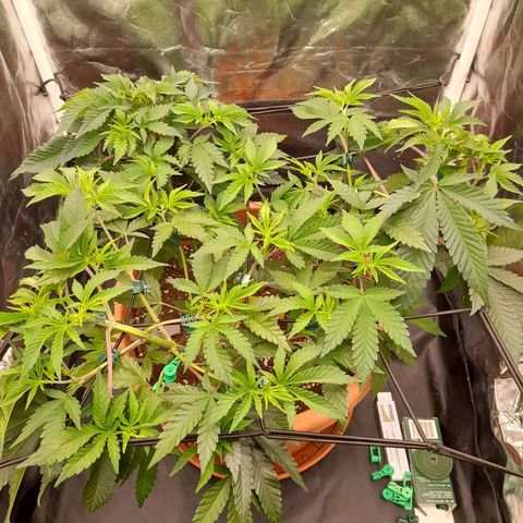 Gorilla Sherbet  growlog timeline photo