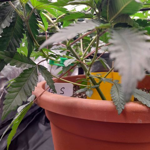 Gorilla Sherbet  growlog timeline photo