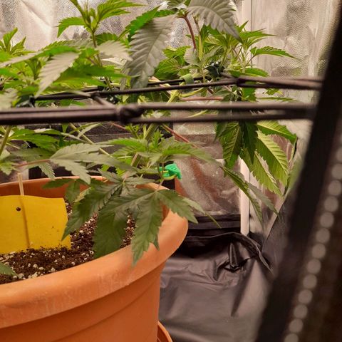 Gorilla Sherbet  growlog timeline photo