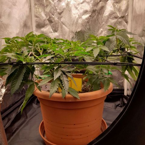 Gorilla Sherbet  growlog timeline photo