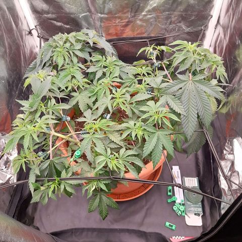 Gorilla Sherbet  growlog timeline photo