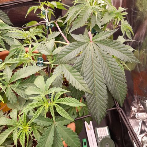 Gorilla Sherbet  growlog timeline photo