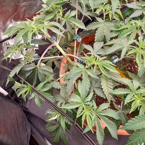 Gorilla Sherbet  growlog timeline photo