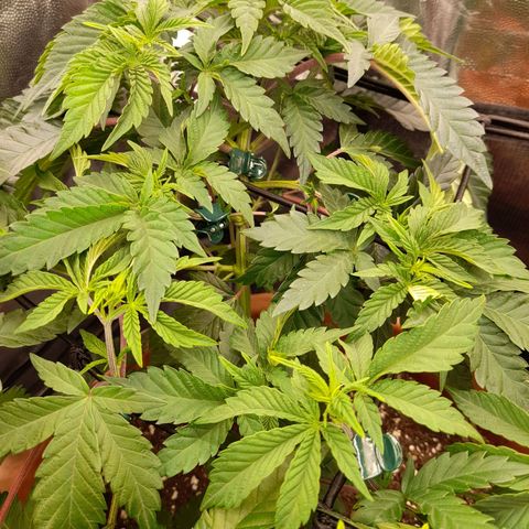 Gorilla Sherbet  growlog timeline photo