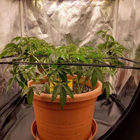 Gorilla Sherbet  growlog timeline photo