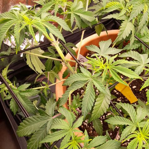 Gorilla Sherbet  growlog timeline photo