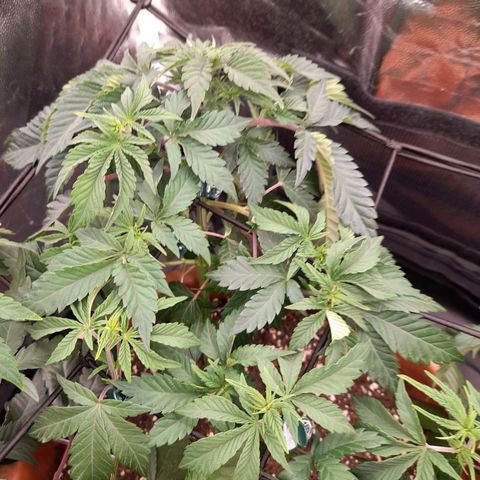 Gorilla Sherbet  growlog timeline photo