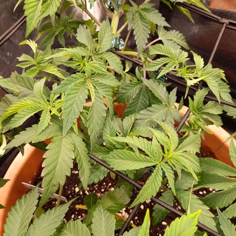 Gorilla Sherbet  growlog timeline photo