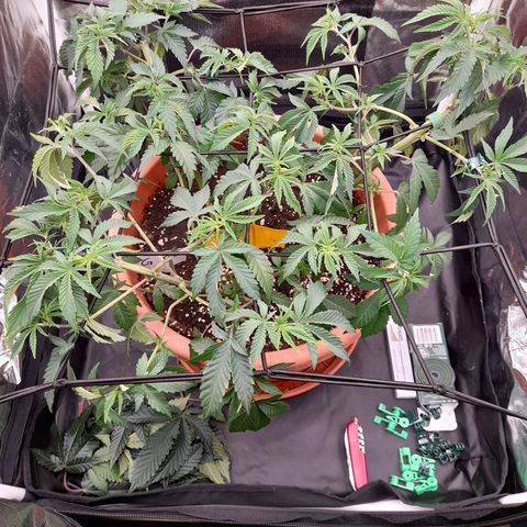 Gorilla Sherbet  growlog timeline photo