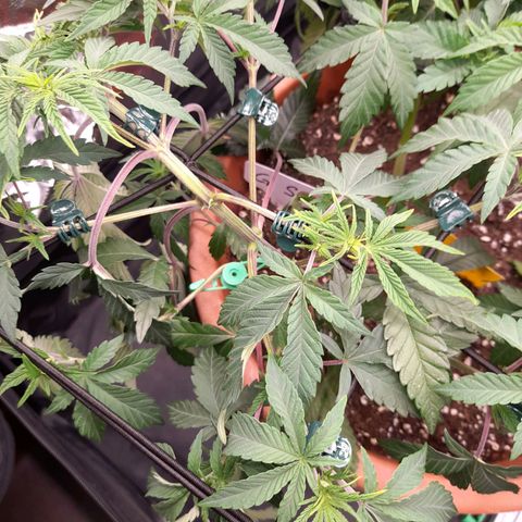 Gorilla Sherbet  growlog timeline photo