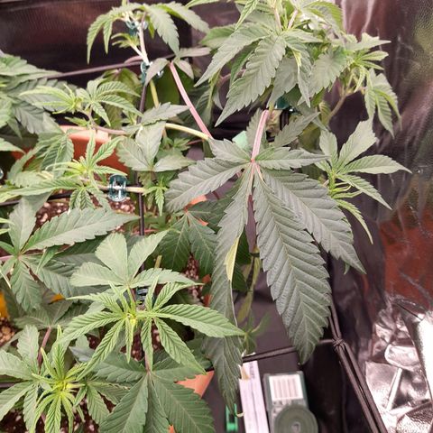 Gorilla Sherbet  growlog timeline photo