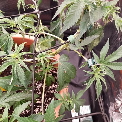 Gorilla Sherbet  growlog timeline photo