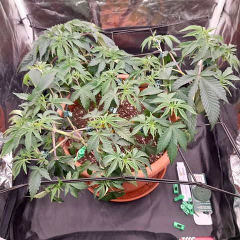 Gorilla Sherbet  growlog timeline photo