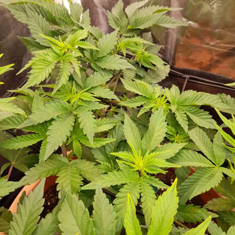 Gorilla Sherbet  growlog timeline photo