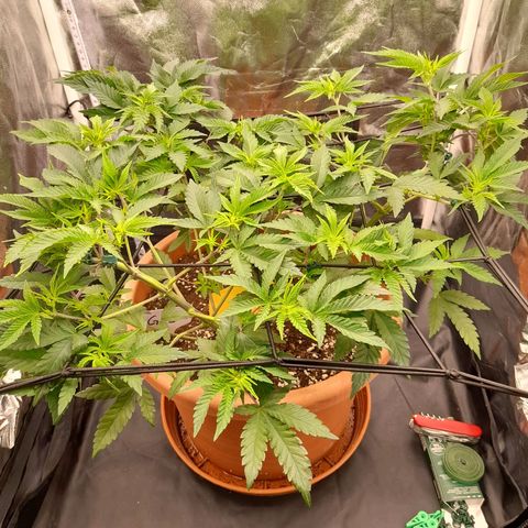 Gorilla Sherbet  growlog timeline photo