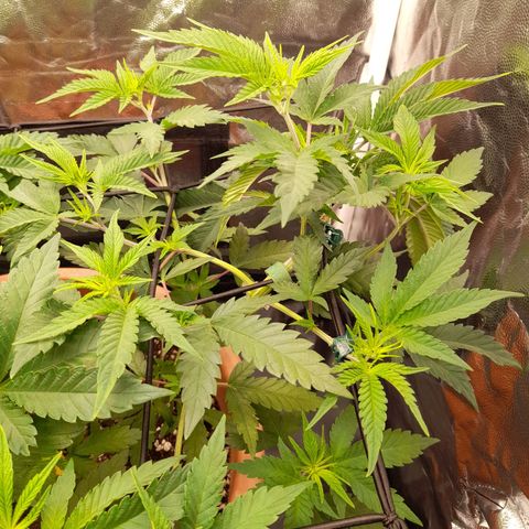 Gorilla Sherbet  growlog timeline photo