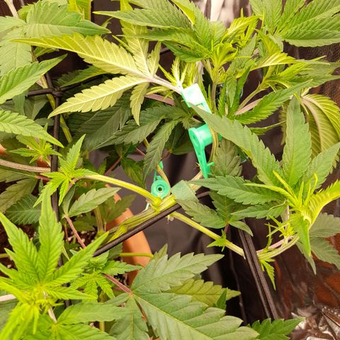 Gorilla Sherbet  growlog timeline photo