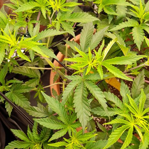 Gorilla Sherbet  growlog timeline photo