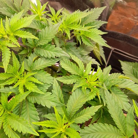 Gorilla Sherbet  growlog timeline photo