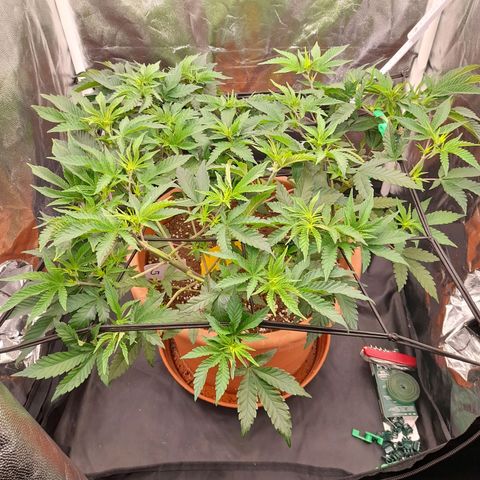 Gorilla Sherbet  growlog timeline photo