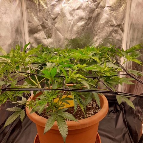 Gorilla Sherbet  growlog timeline photo