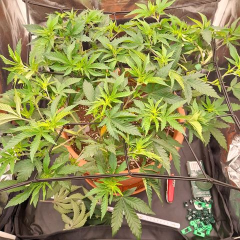 Gorilla Sherbet  growlog timeline photo