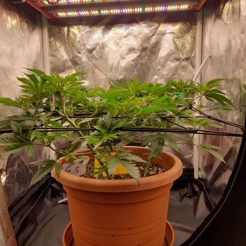 Gorilla Sherbet  growlog timeline photo