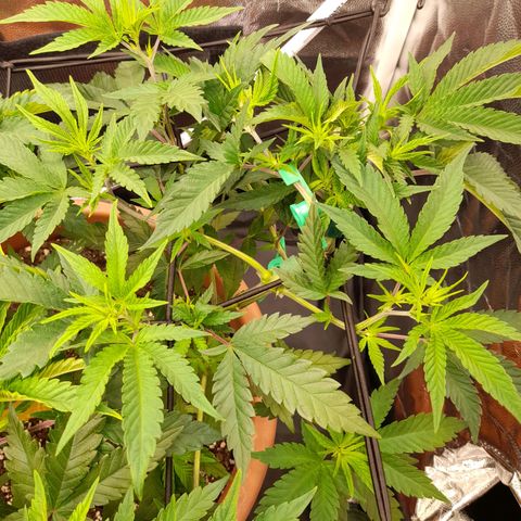 Gorilla Sherbet  growlog timeline photo