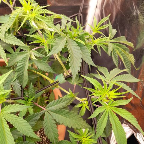 Gorilla Sherbet  growlog timeline photo