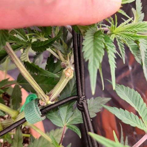 Gorilla Sherbet  growlog timeline photo