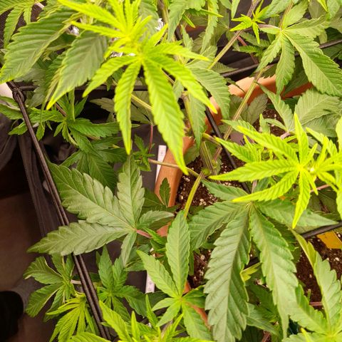 Gorilla Sherbet  growlog timeline photo