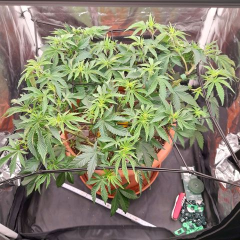 Gorilla Sherbet  growlog timeline photo