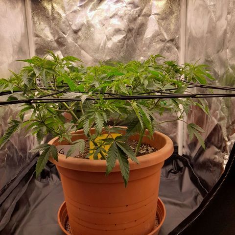 Gorilla Sherbet  growlog timeline photo