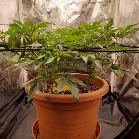 Gorilla Sherbet  growlog timeline photo