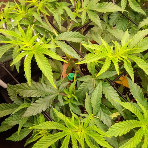 Gorilla Sherbet  growlog timeline photo