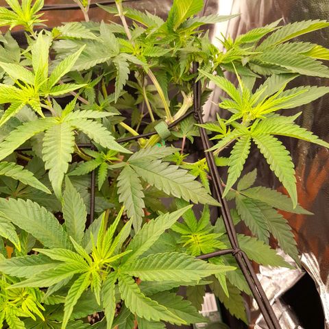 Gorilla Sherbet  growlog timeline photo