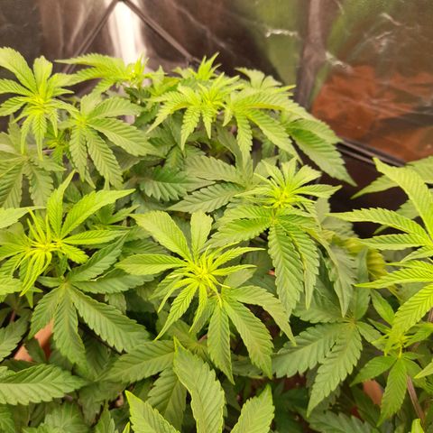 Gorilla Sherbet  growlog timeline photo