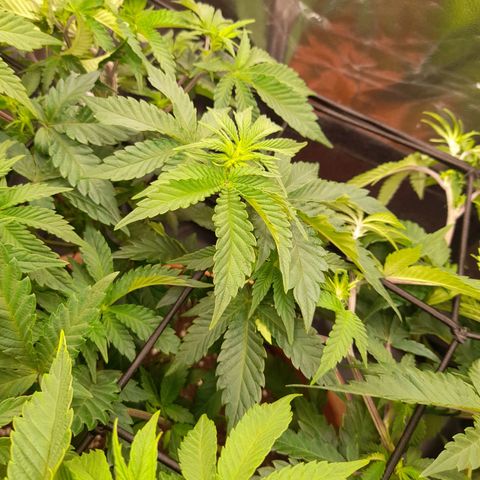 Gorilla Sherbet  growlog timeline photo